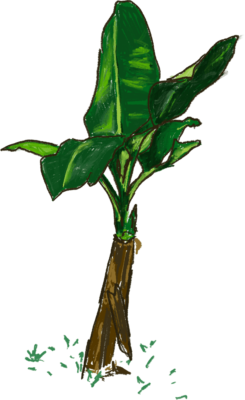 platano